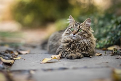 Brown cat shallow focal photos
